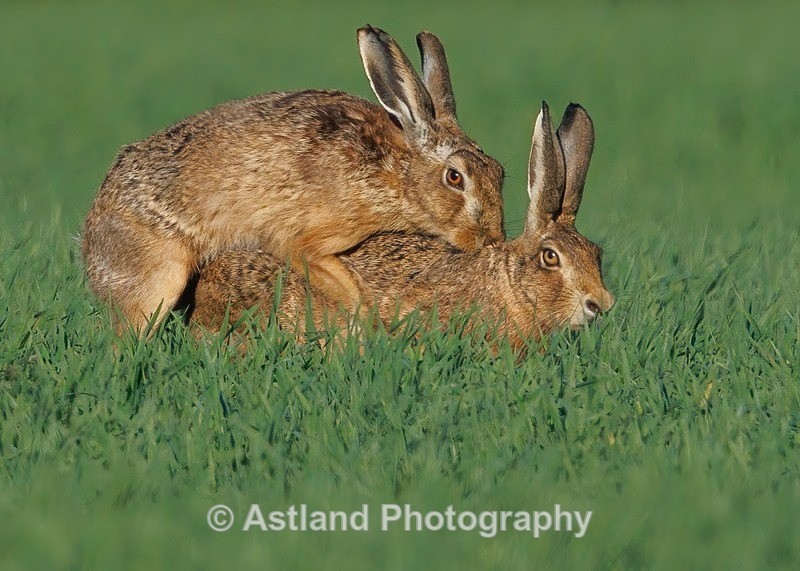 Brown Hares - Latest Images