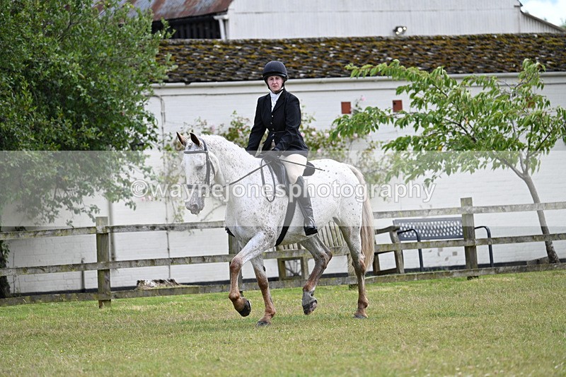 WJ7_8356 - Class 7  Riding Club Show Horse