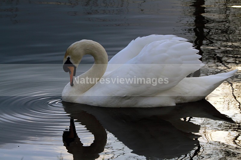 Nelson Swan - Wildlife