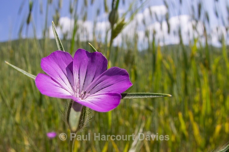  - Plants: wide-angle
