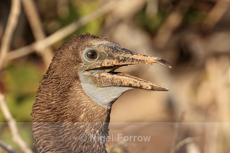 Blue-footed Booby (juvenile) panting, North Seymour, Galapagos - Blue-footed Booby