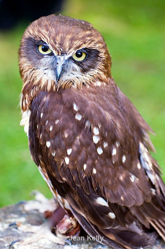 Owl -  4937 - Birds
