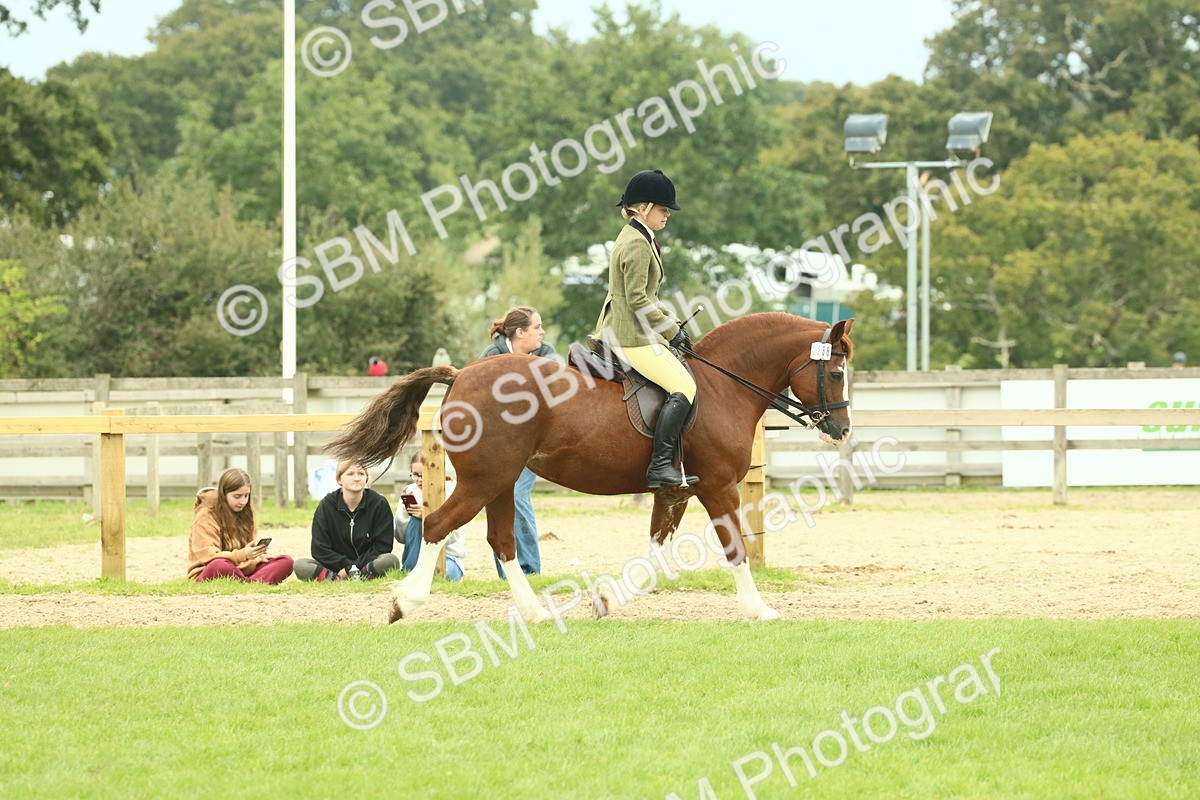 SBM_72108 - S60 - Mountain & Moorland Ridden Large Breeds
