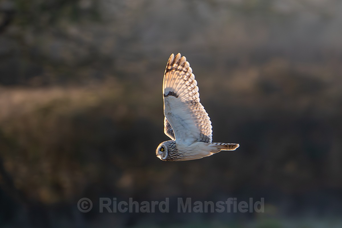 - Short Eared Owls