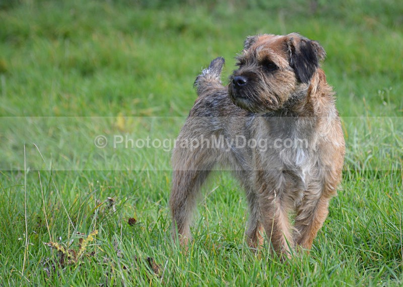  - Border Terriers