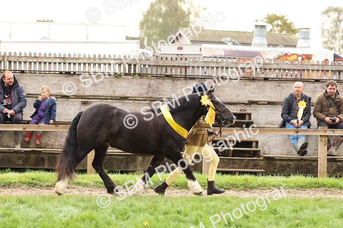 SBM_59770 - Start Supreme Championship