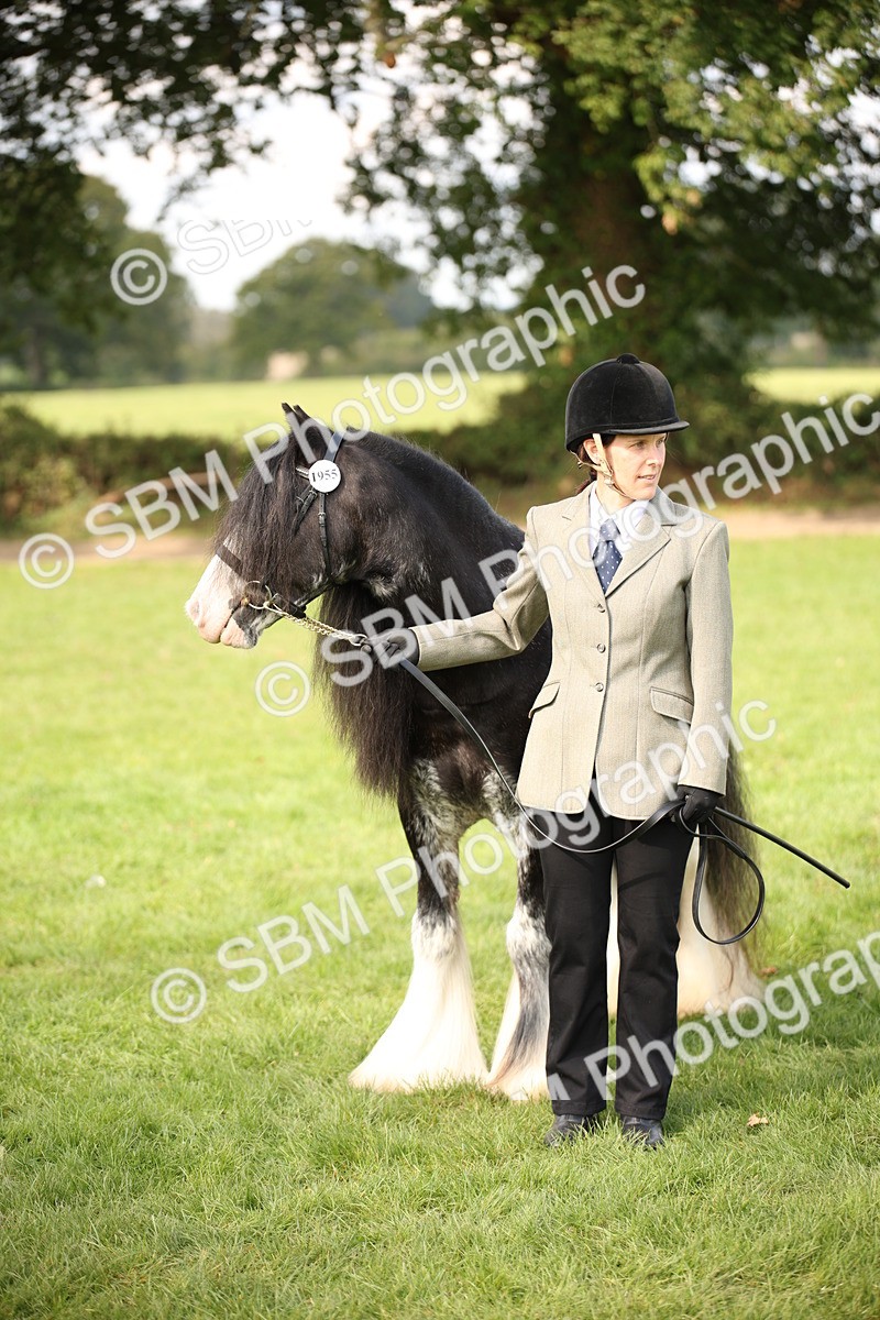SBM_62308 - S55 - Traditional Cob In Hand