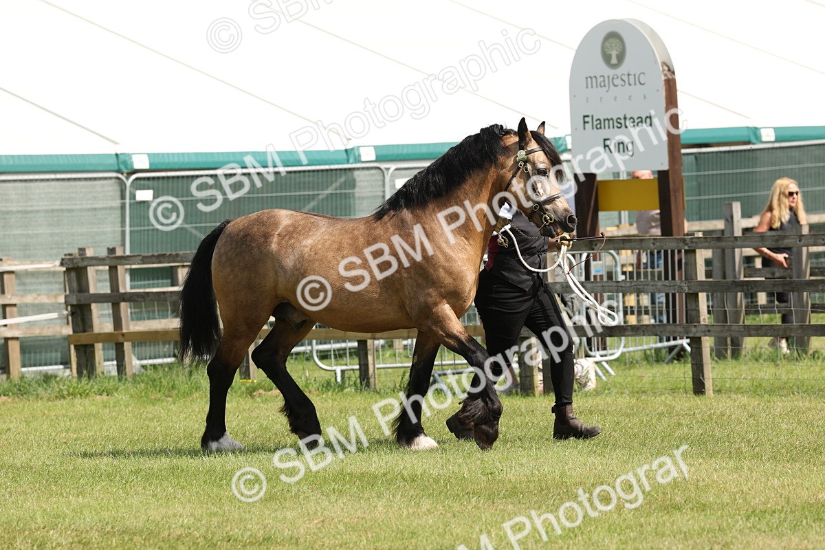 SBM_02282 - Class 6-13 - Mountatin and Moorland In Hand Welsh Breeds