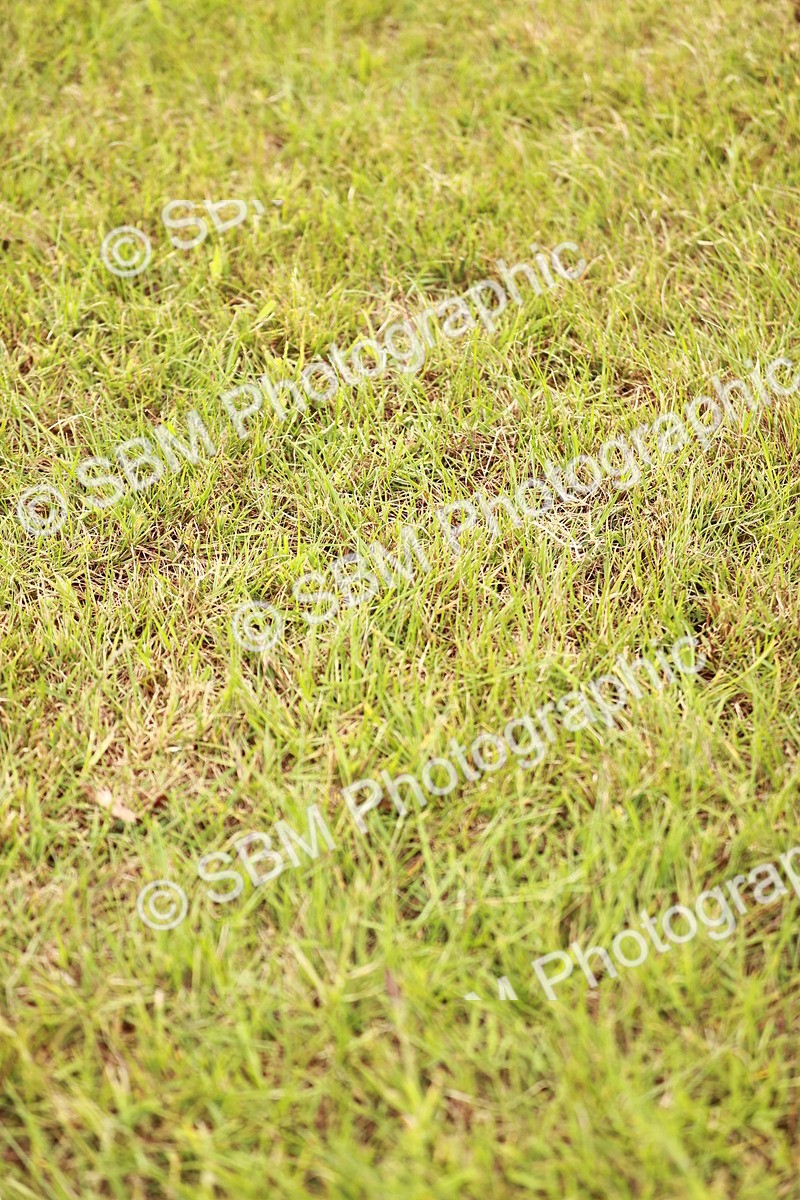 SBM_06011 - Class 39-41 TGCA In Hand and Ridden