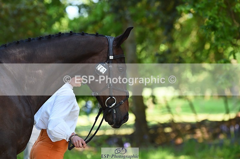 230524-161820-00830 - 263-CARWARTHEN_HARRIER-Polly_Muirhead-WEDTrotUp+DR