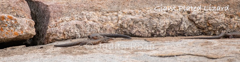  - South Africa Birds and Mammals