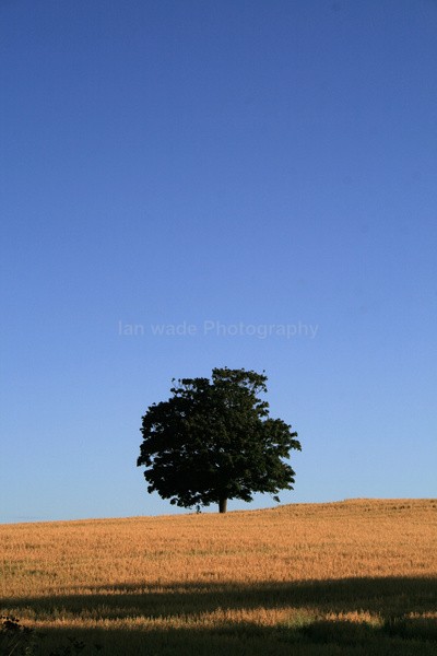 One tree hill  _DO016 - Dorset landscape Photography