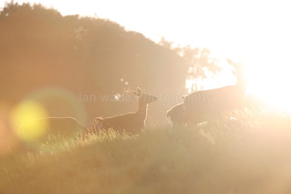 Red Deer _AN0067 - Wildlife, Mammal Photography, Great Britain