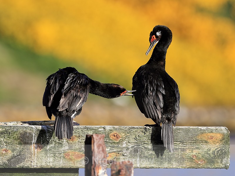 Rock Shag interaction, Carcass Island, Falklands - Rock Shag