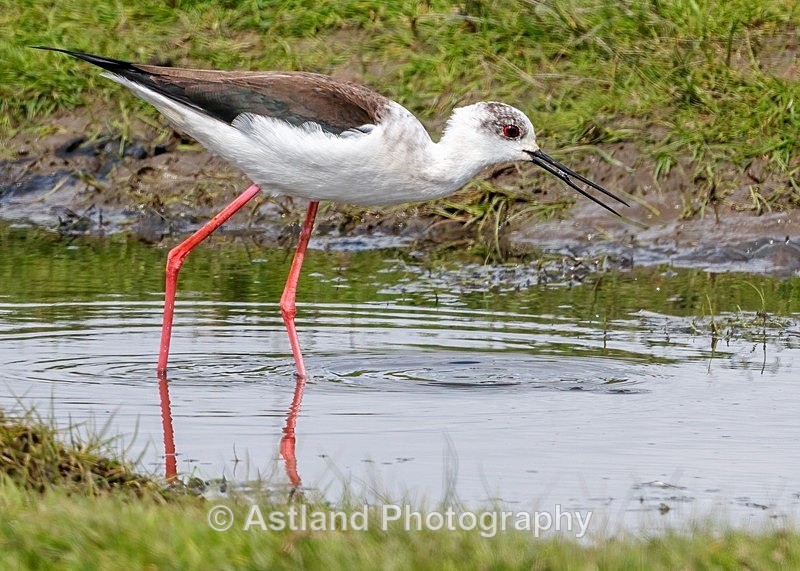 Astland Photography, Bird and Wildlife Images, Susan and Peter Wilson, U.K.
