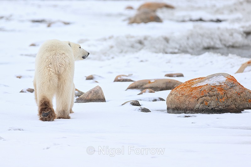 Polar Bear walking away showing heel, Churchill, Canada - Polar Bear