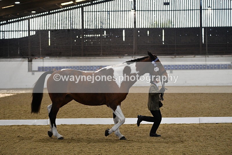 WJ5_3847 - Class 5 In Hand Veterans