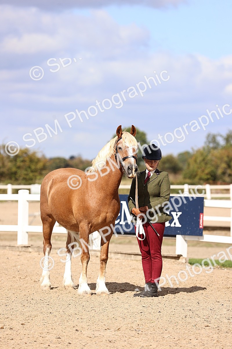 SBM_14299 - Class 411 - Prettiest Mare (IH OR Ridden) Adult
