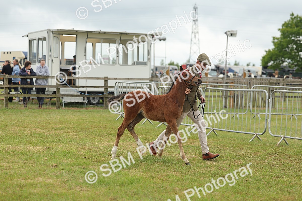 SBM_05525 - Class 68-73 - Riding Pony Breeding