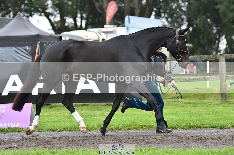 231018-124146-00458 - 054-PORSCHE-Coco.Lanni-TrotUp