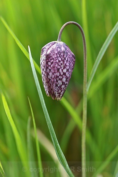 Snakes Head Fritillary - MACRO & CLOSE UPS
