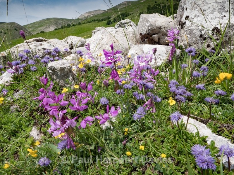 Greater Milkwort ( Polygala major) - Flowers in the Landscape - 2