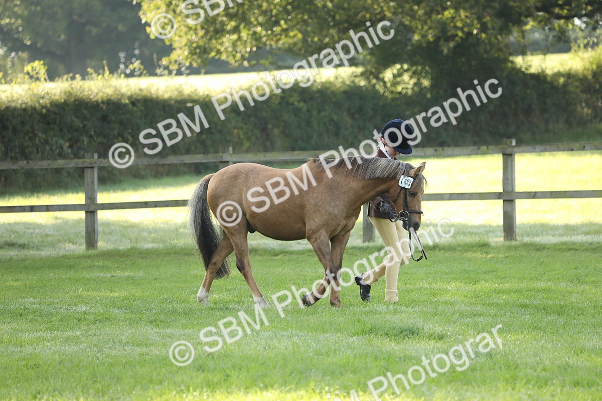 SBM_60810 - S43 - Coloured Pony In Hand