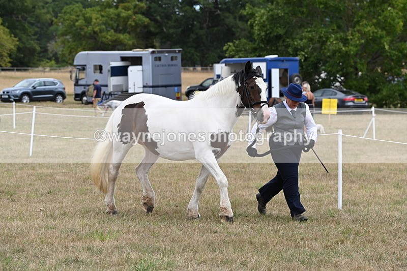 WJ6_5310 - Class 18 In-hand Coloured