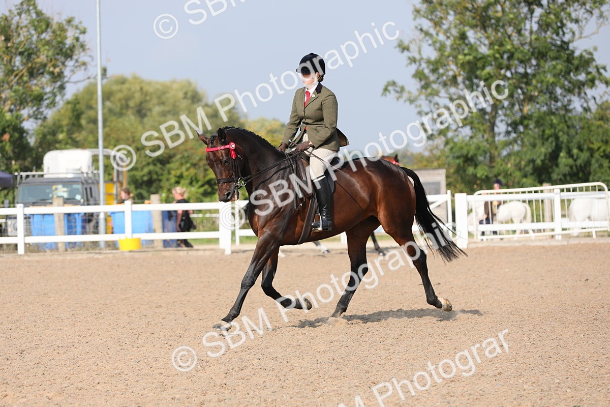 SBM_11363 - Class 305 Ridden Foreign Breeds- Pure Bred