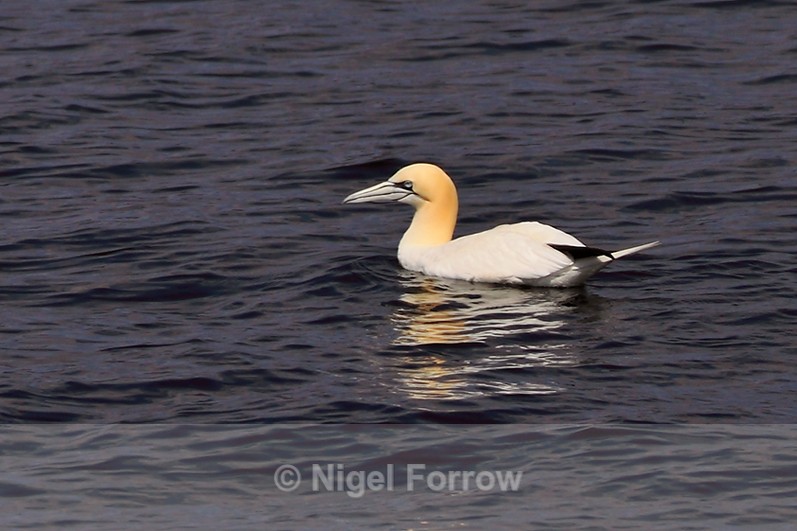 Gannet floating on West Loch Tarbert - Gannet