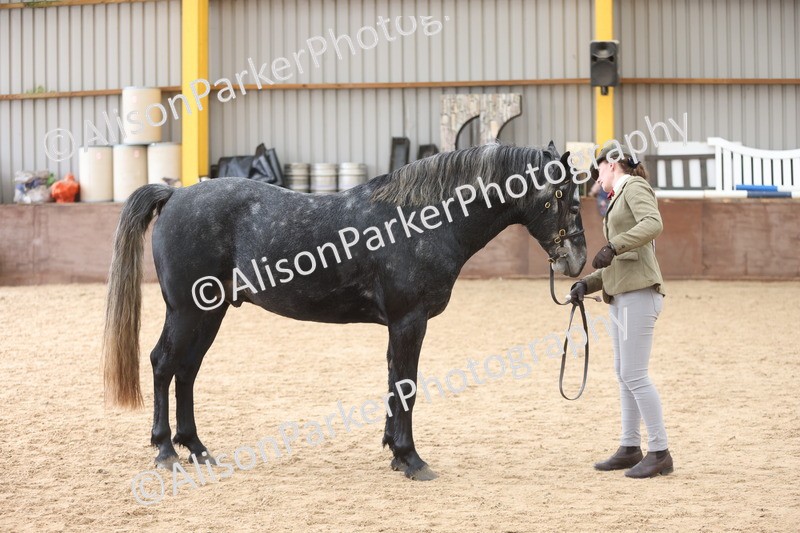 20251109-1008 - Class 27 - Stallions 4 Years and over