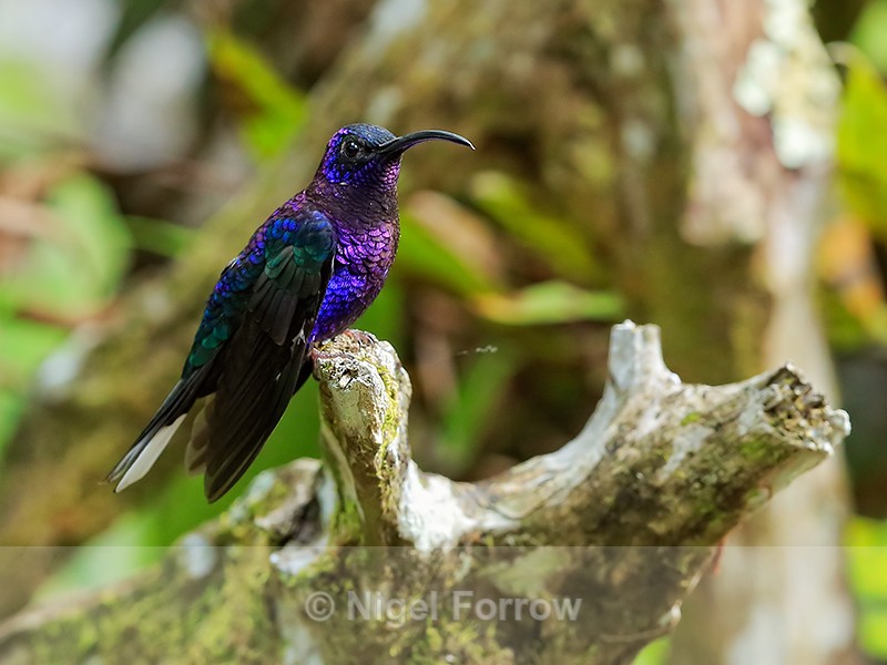 Violet Sabrewing (male) perched, La Paz Gardens, Costa Rica - Violet Sabrewing