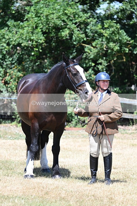 WJ7_2418 - Class 5a Most Handsome Gelding in hand (above 14.2hh)