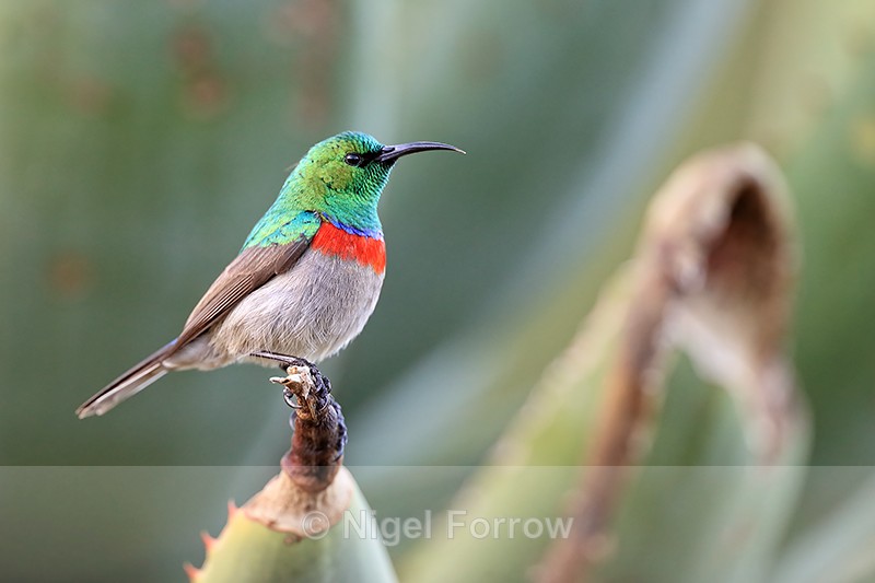 Southern Double-collared Sunbird (male), South Africa - Southern Double-collared Sunbird