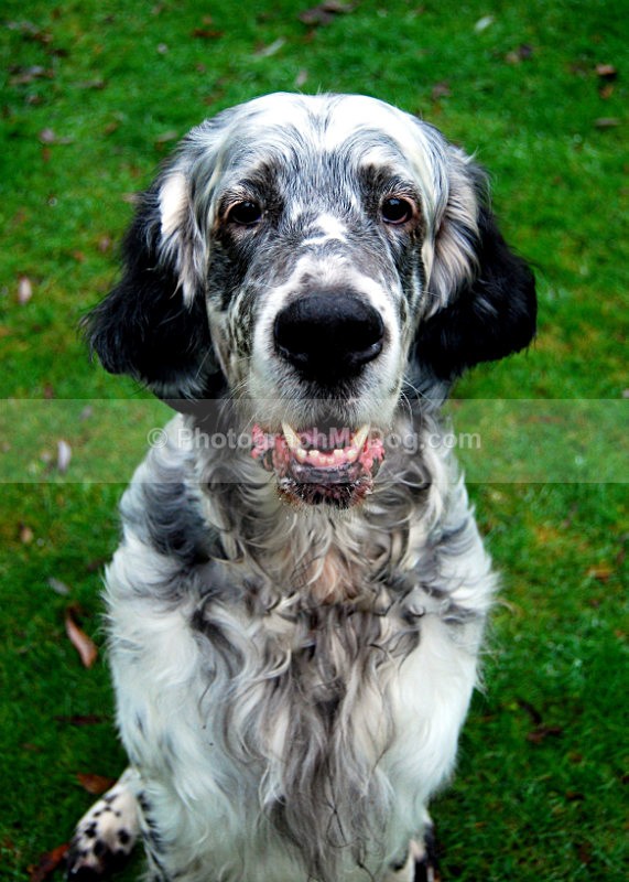  - English Setters