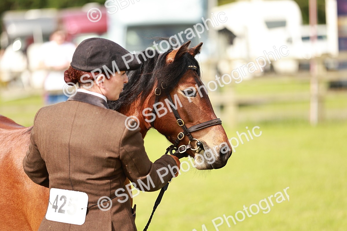 SBM_00469 - Class 14-23 - Mountain & Moorland In Hand Non Welsh