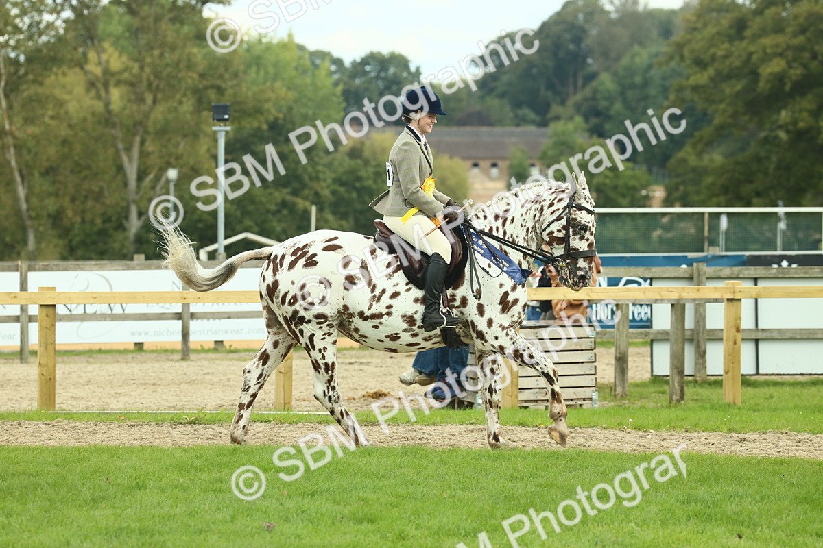 SBM_62566 - S62 - Foreign Breeds Ridden