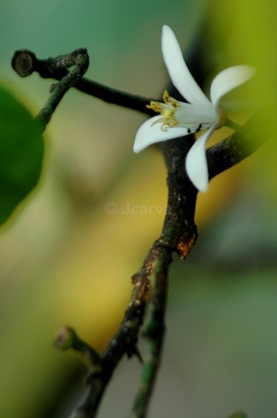 Small ants - Flowers and Plants