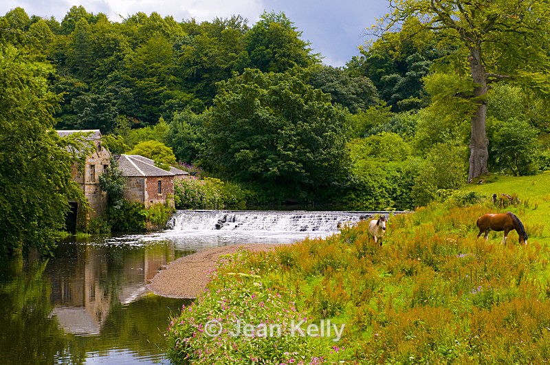 Pollok Park, Glasgow - 4444 - Scotland
