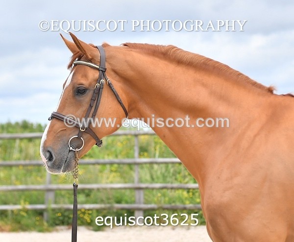 equiscot3625 - STALLION SELECTION