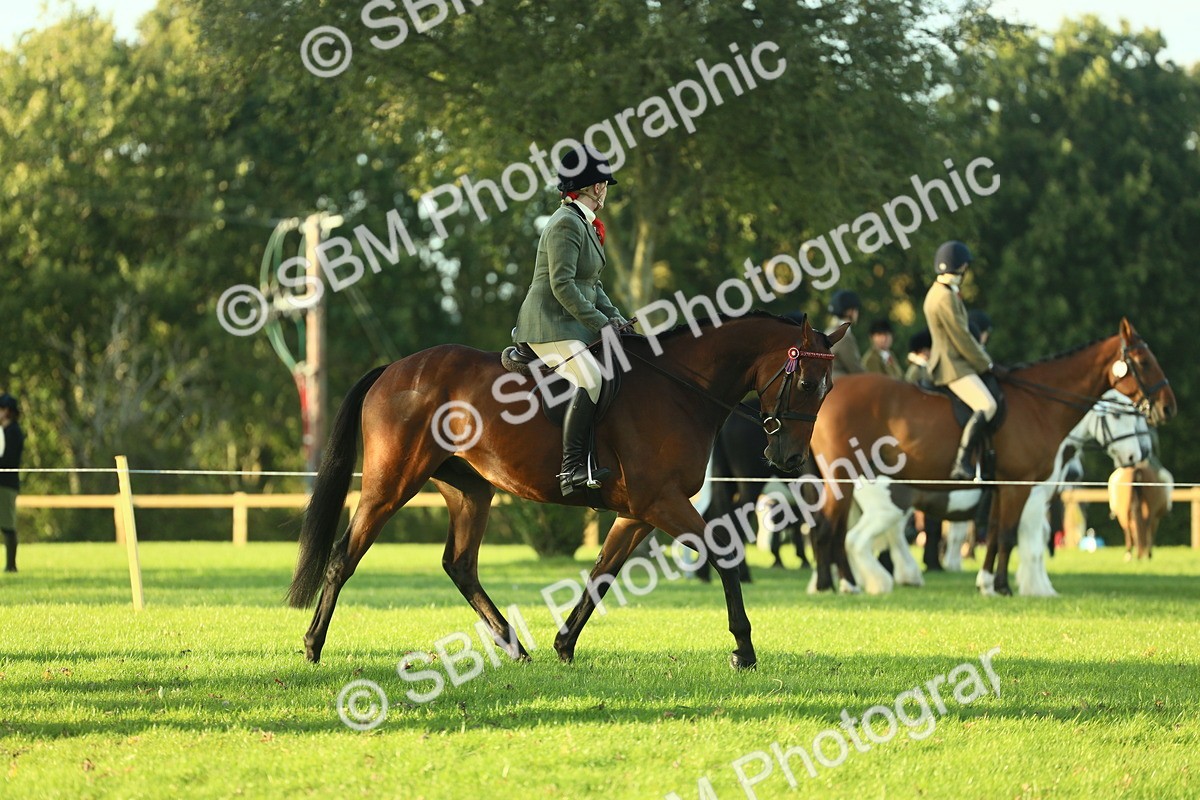 SBM_55515 - S14 - Riding Club Horse