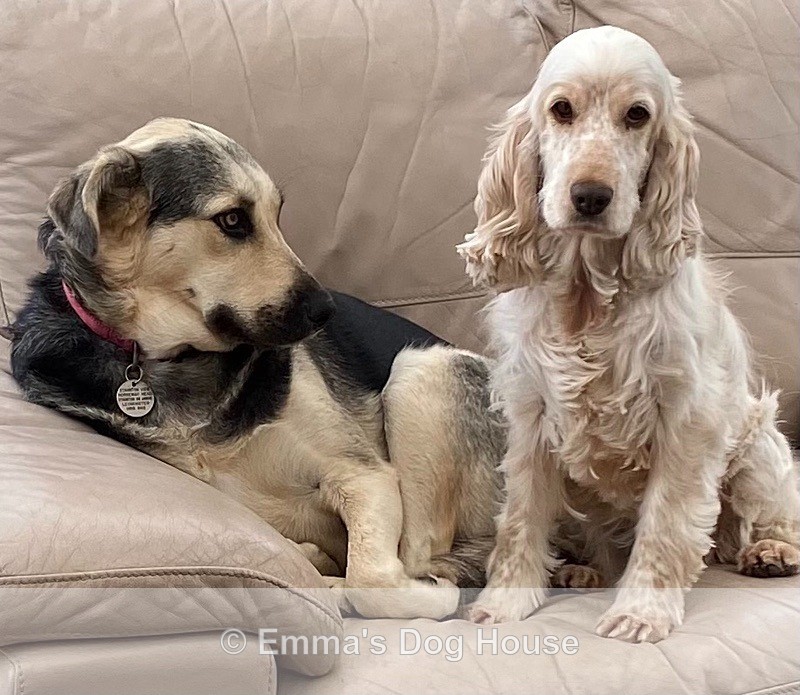  - Dogs
