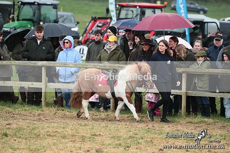 SHETPR 210425 44 - Shetland Ponies Paxford Races 21/04/25