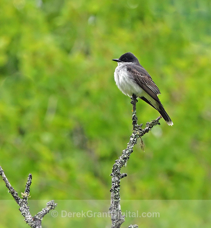 Tyrannus tyrannus - Birds of Atlantic Canada