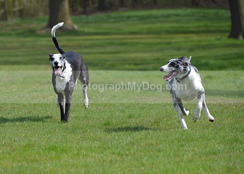  - Lurchers
