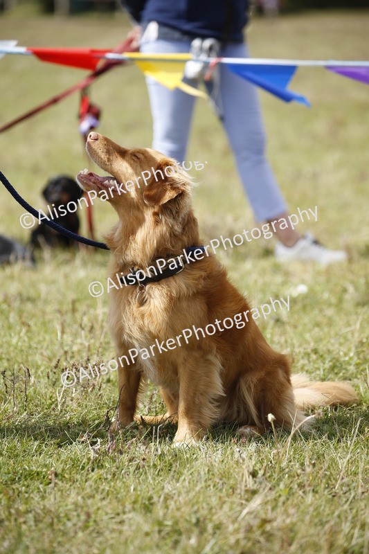 20250831-3659 - Dog Show