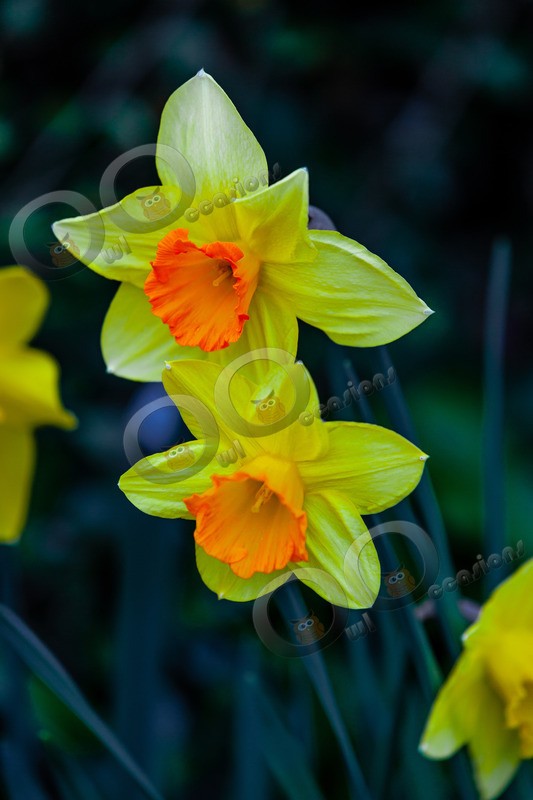 Daffodil-5433 - Plants and trees