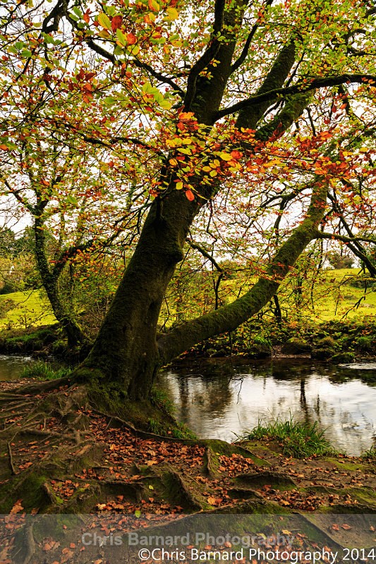 LH0A8348sm - Golitha Falls