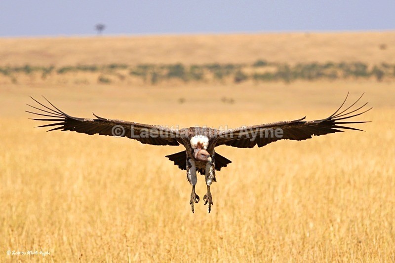 IMG_2315 Maasai Mara - Birds