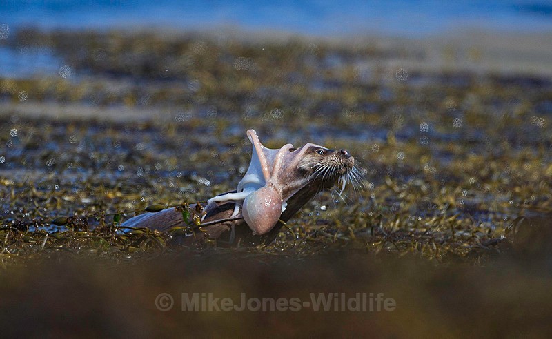 OTTER AND OCTOPUS, ISLE OF MULL, SCOTLAND - ISLE OF MULL WILDLIFE, Wildlife images from the Inner Hebrides